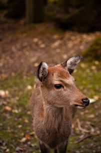 A young deer stands in a forest setting, surrounded by a natural backdrop of soil and foliage. The deer appears to be alert and curious, its brown fur blending with the earthy tones of the environment.