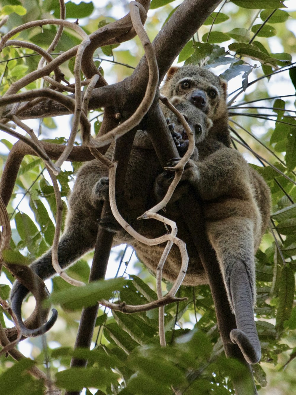 a koala is sitting in a tree with its baby