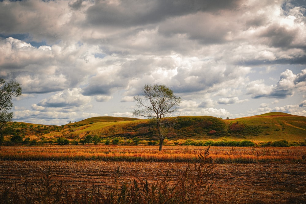 um campo com uma árvore no meio dele