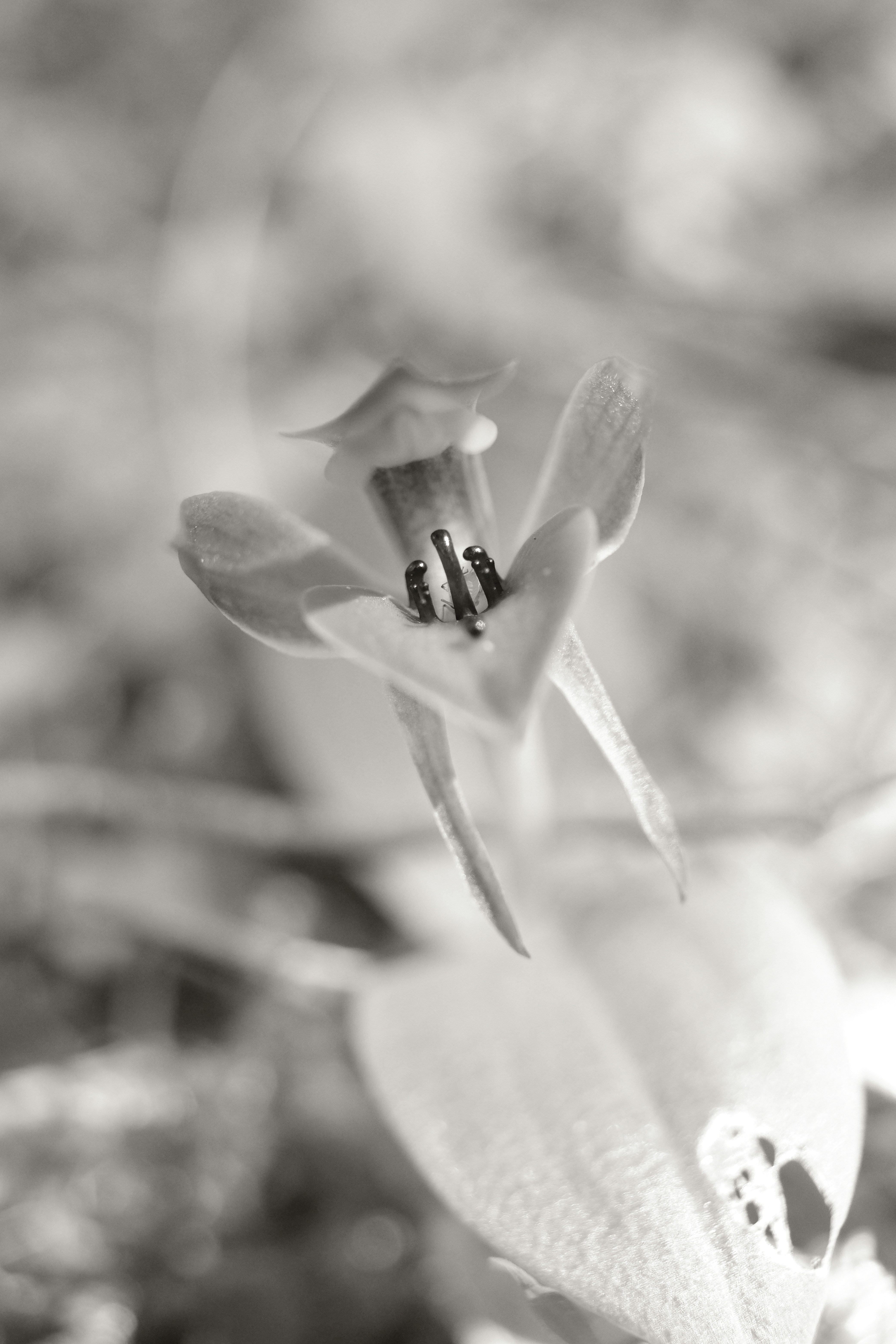 The Common Bird-orchid (Chiloglottis valida)
