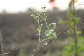 A delicate plant with small, green leaves and tiny buds grows on a thin, brown stem. The background is a soft, blurred mix of earth tones suggesting an open, natural environment.