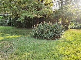 A lush, green garden scene featuring a patch of tall, flowering plants surrounded by well-maintained grass. Large trees with dense foliage provide shade, with sunlight filtering through the branches creating dappled light on the lawn.