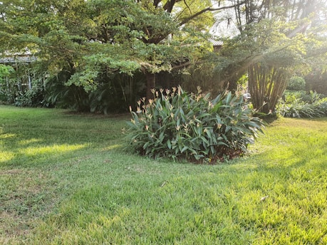 A lush, green garden scene featuring a patch of tall, flowering plants surrounded by well-maintained grass. Large trees with dense foliage provide shade, with sunlight filtering through the branches creating dappled light on the lawn.