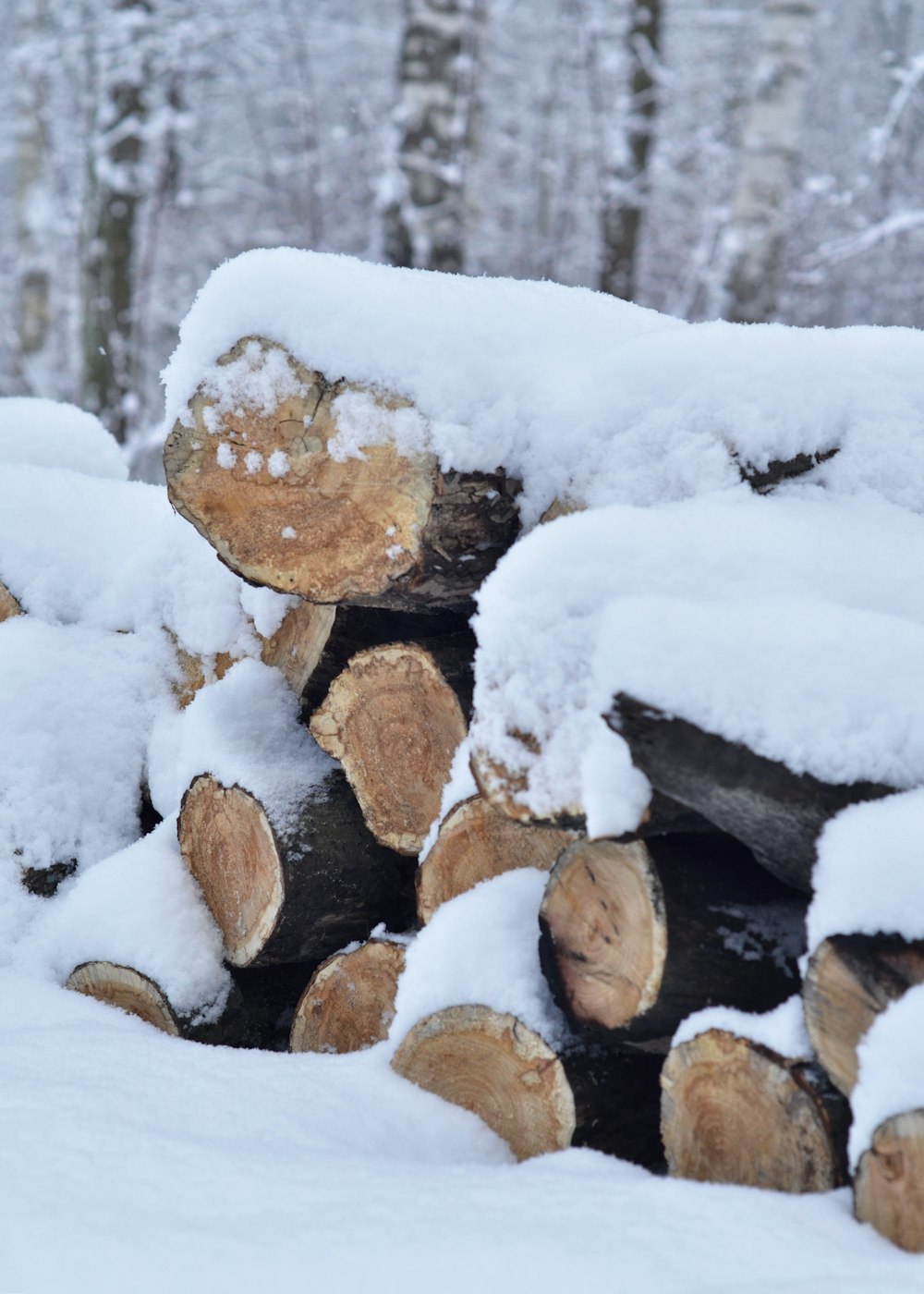 a pile of logs covered in snow in a forest