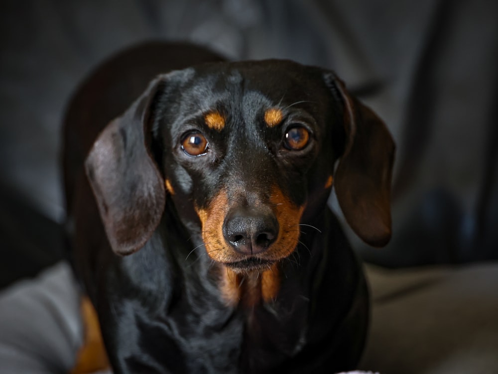 a black and brown dog sitting on top of a bed