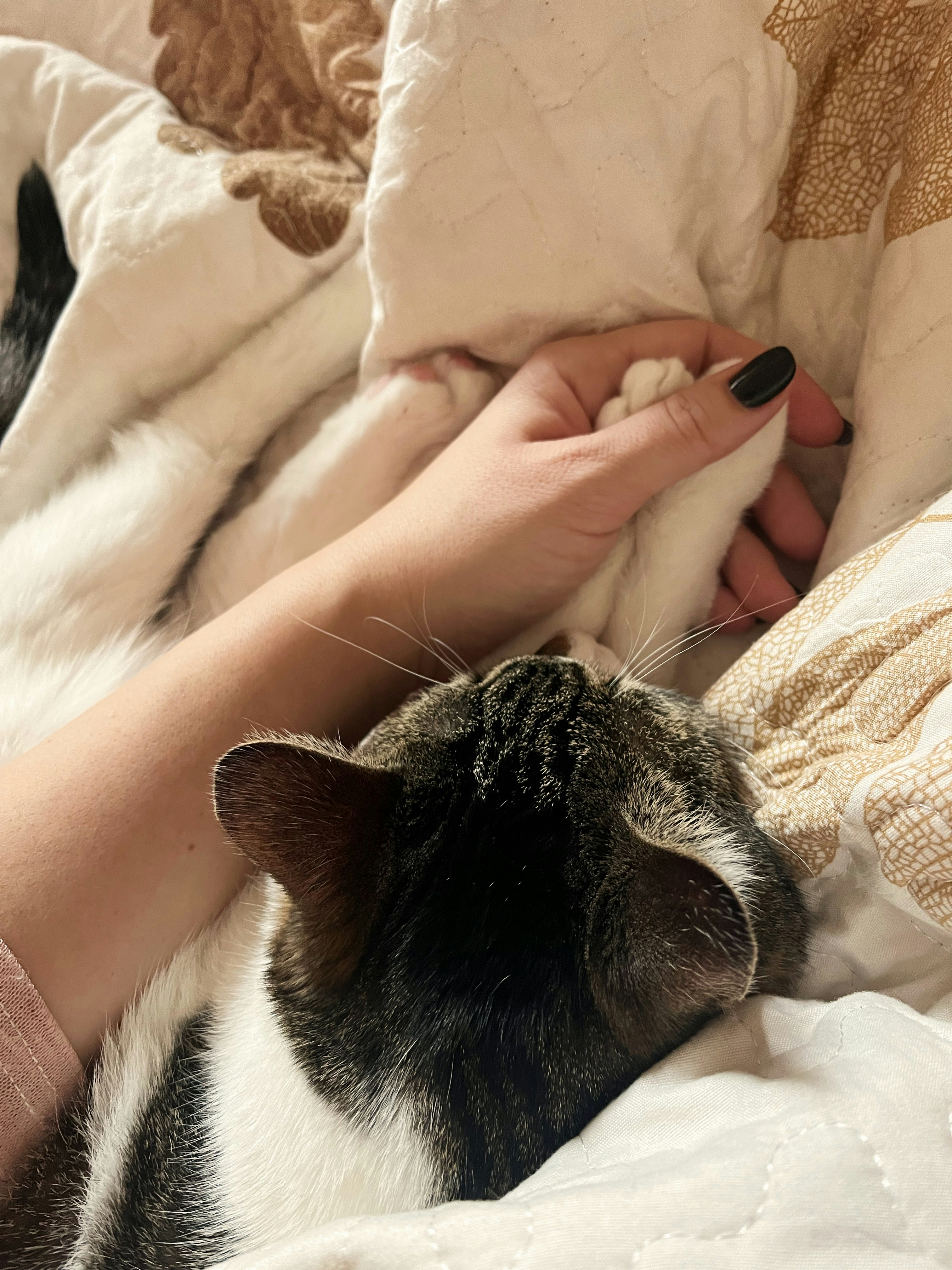 25. The Great Blanket Burrito: Snuggle Mode Engaged (image credits: unsplash)
