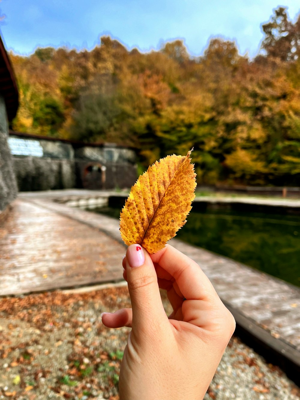 a person holding a leaf in their hand