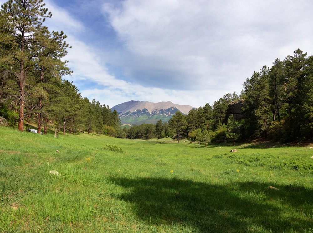 a grassy field with trees and mountains in the background