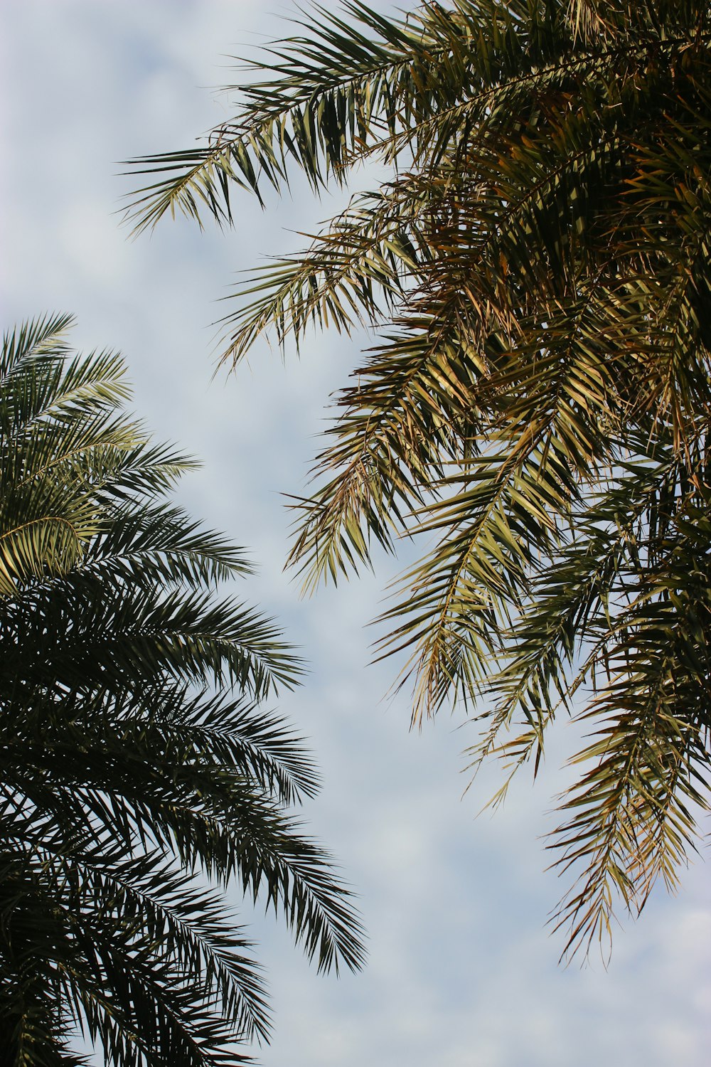 a couple of palm trees that are next to each other