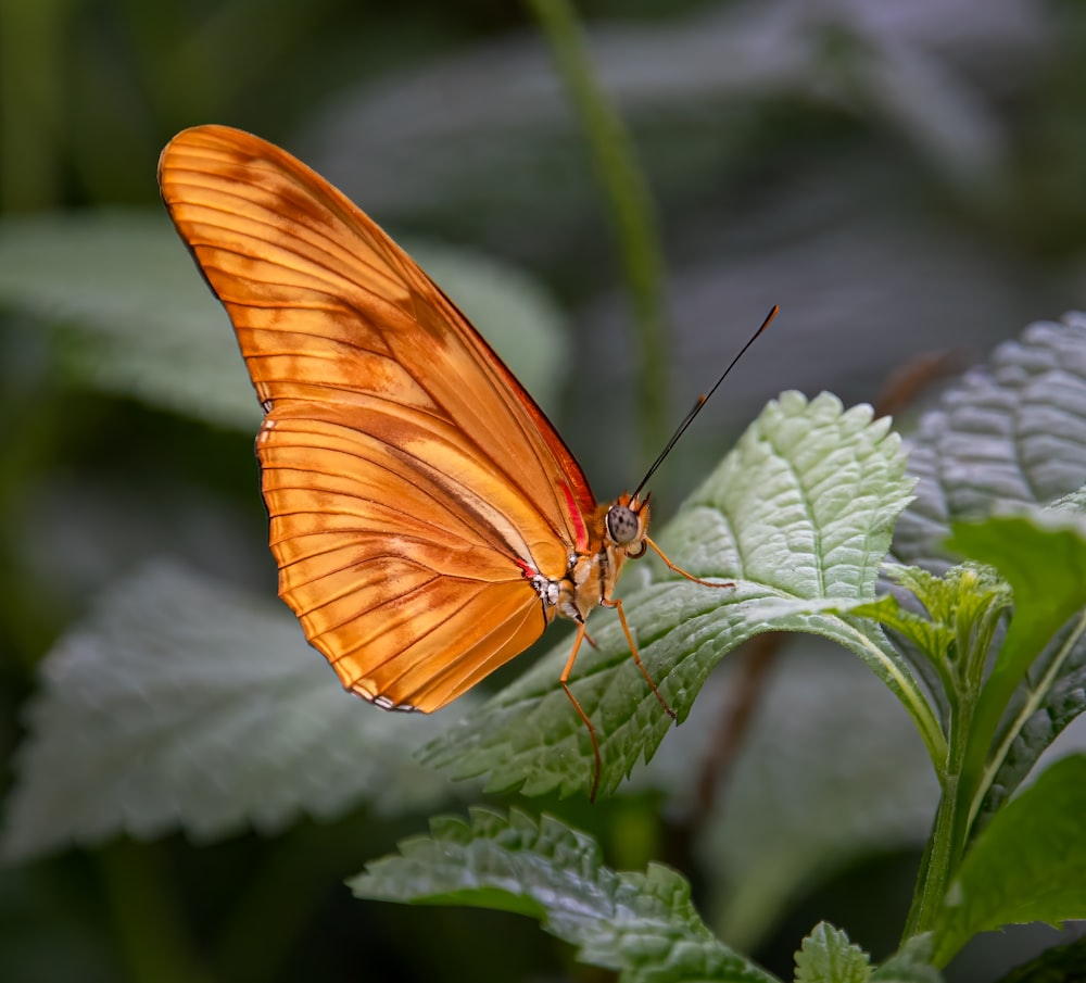 a close up of a butterfly on a leaf