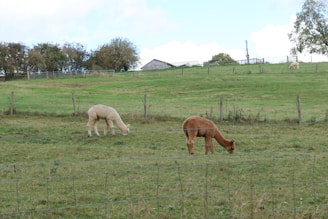 Two alpacas graze in a fenced grassy field with a few trees and a barn in the background. The scene is peaceful and pastoral, with a cloudy sky overhead.