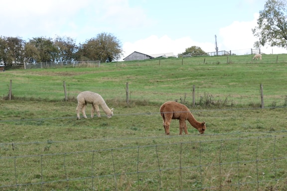 Two alpacas graze in a fenced grassy field with a few trees and a barn in the background. The scene is peaceful and pastoral, with a cloudy sky overhead.