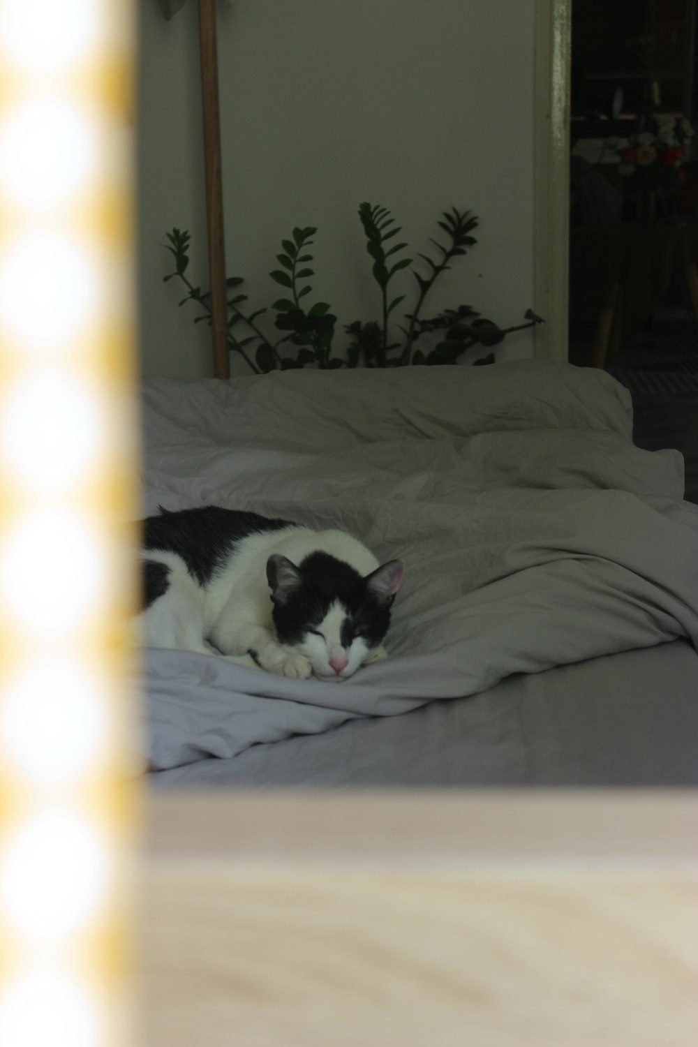 침대 위에 누워 있는 흑백 고양이