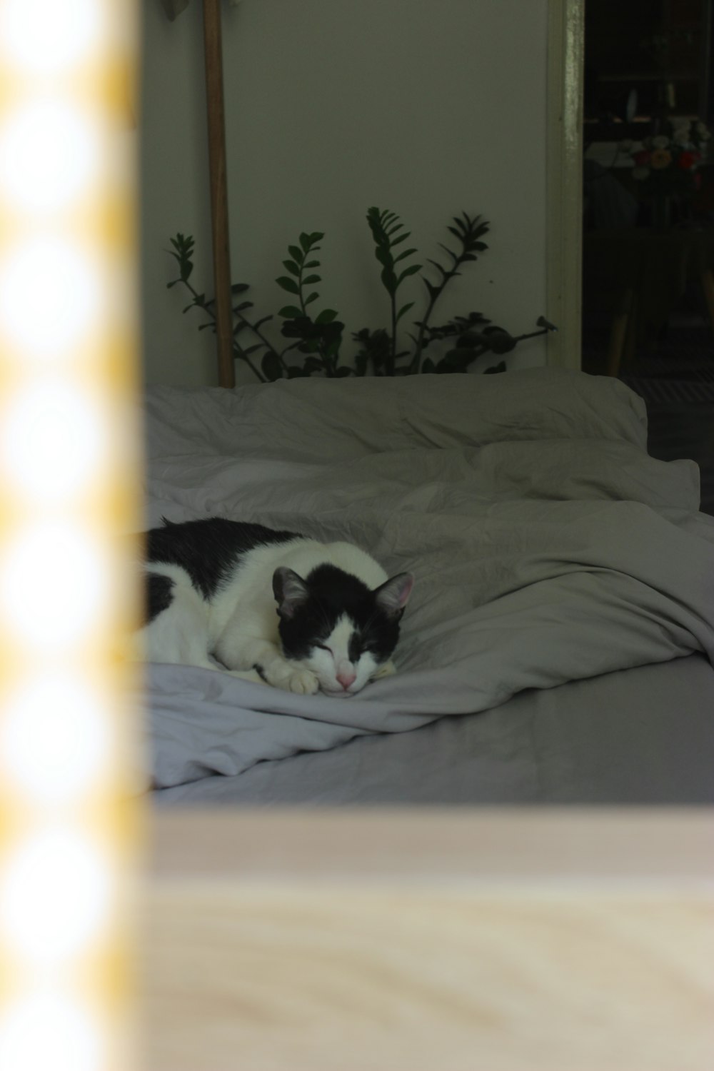 a black and white cat laying on top of a bed