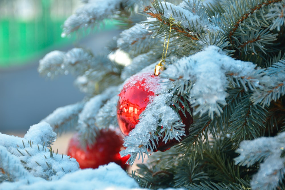 a red ornament hanging from a pine tree