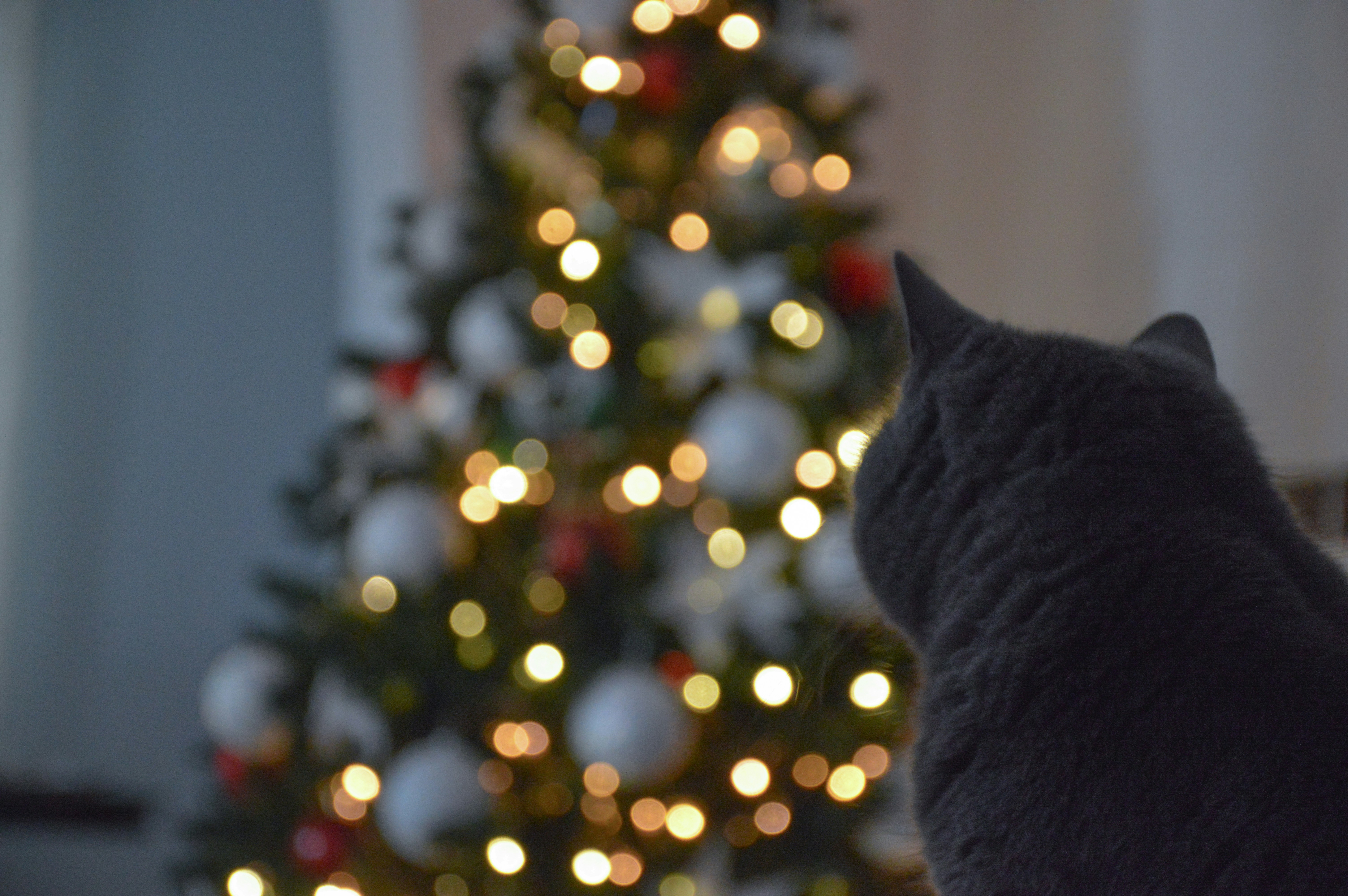 a cat sitting in front of a christmas tree