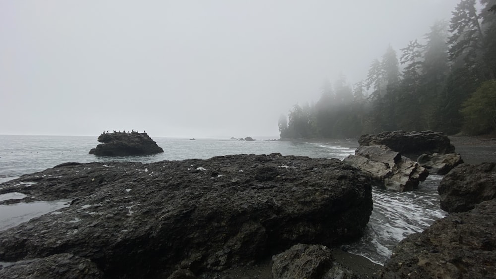 Una giornata nebbiosa in spiaggia con rocce e alberi