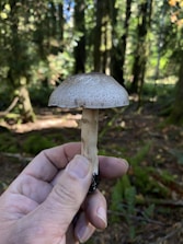 A hand holding a mushroom in a forest setting, with tall trees in the background and dappled sunlight filtering through the canopy. The mushroom has a speckled brown cap and a slender stem.
