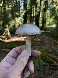 A serene close-up of a hand gently holding a cluster of vibrant medicinal mushrooms in a forest setting.
