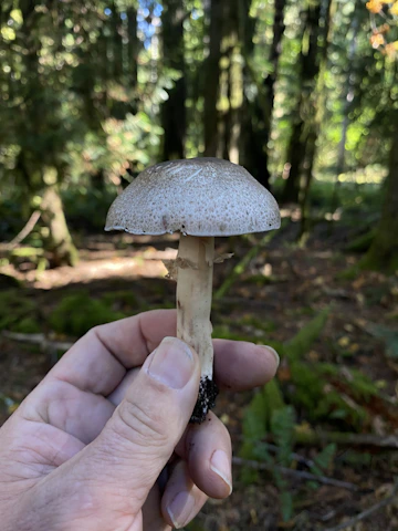 A serene close-up of a hand gently holding a cluster of vibrant medicinal mushrooms in a forest setting.