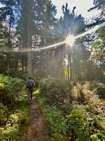 A snapshot of an exciting hike on a forest trail with sunbeams filtering through the trees.