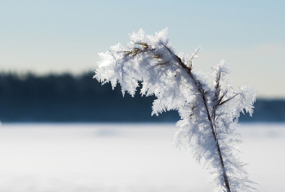 a close up of a plant with snow on it