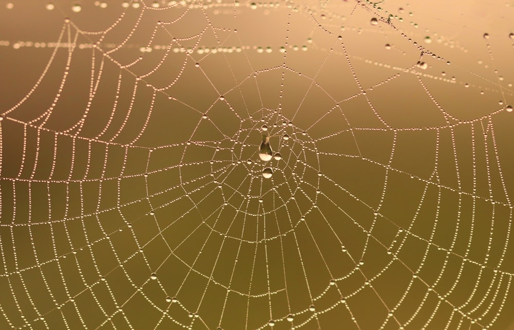 a close up of a spider web with drops of water on it