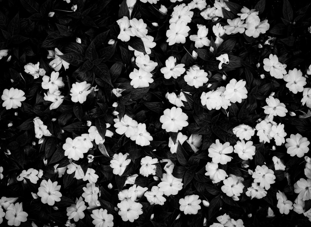 a black and white photo of white flowers