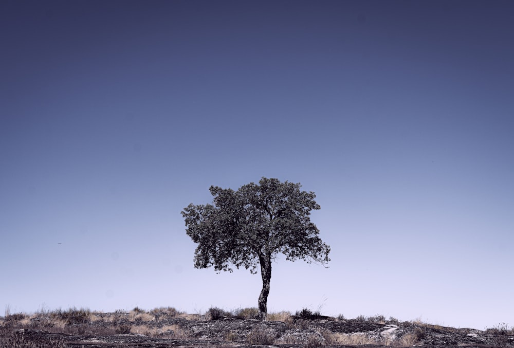 a lone tree in the middle of nowhere