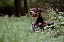 A happy dog wearing a rugged harness, sitting beside a tent in a forest clearing at sunrise.