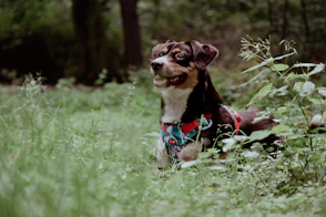 A happy dog wearing a rugged harness, sitting beside a tent in a forest clearing at sunrise.