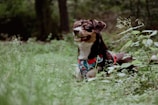 A happy dog wearing a snug harness attached to a sturdy leash on a forest trail.