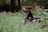 A happy dog wearing a colorful harness is lying in a lush, dense forest. There is abundant green foliage around, and the light creates a serene atmosphere.