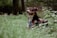 A happy dog wearing a colorful harness is lying in a lush, dense forest. There is abundant green foliage around, and the light creates a serene atmosphere.