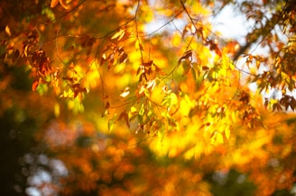 Close-up of autumn leaves glowing in the soft evening light.