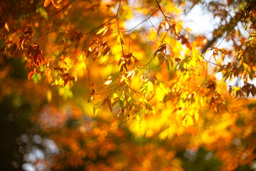 Close-up of autumn leaves glowing in the soft evening light.