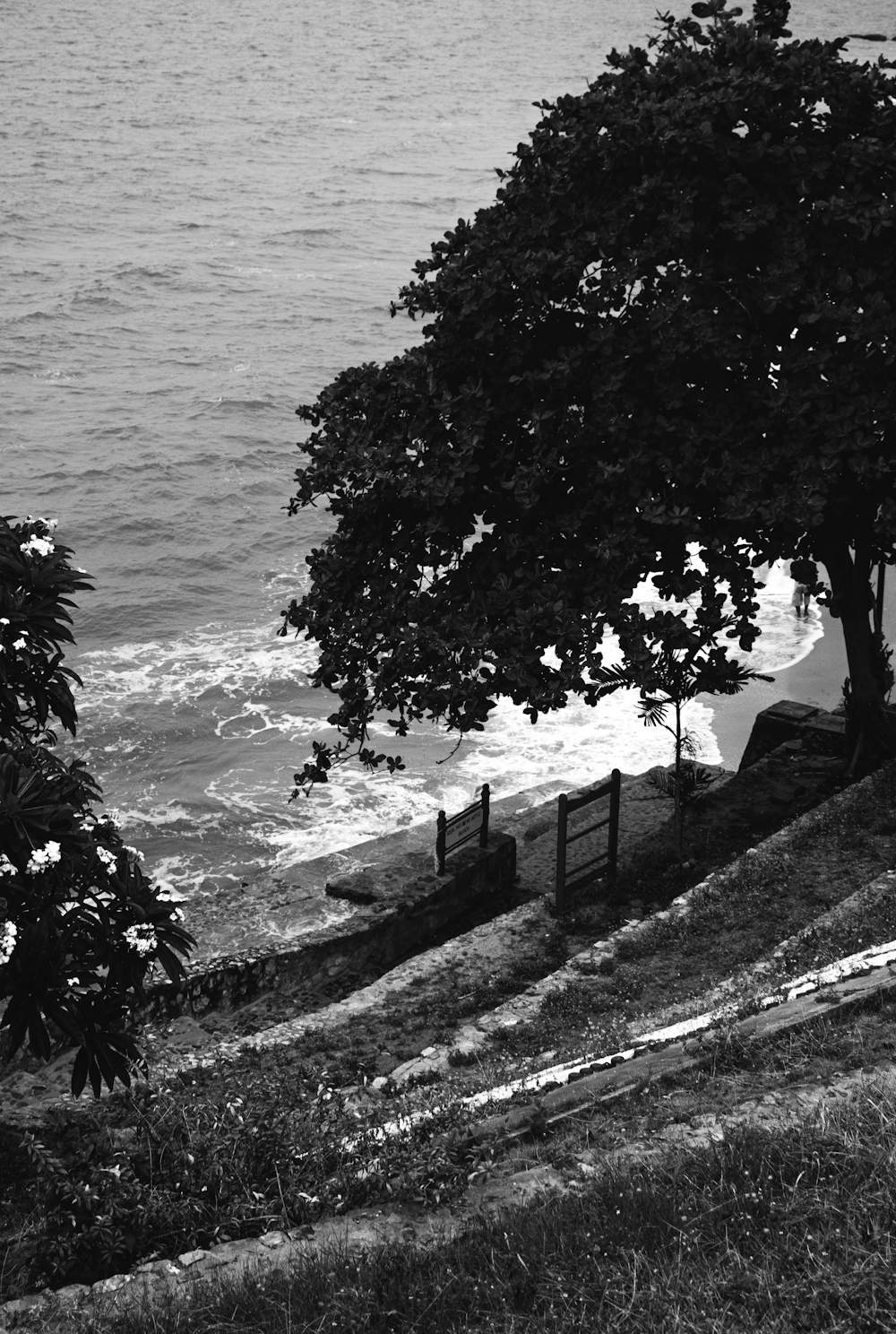 a black and white photo of a tree by the ocean