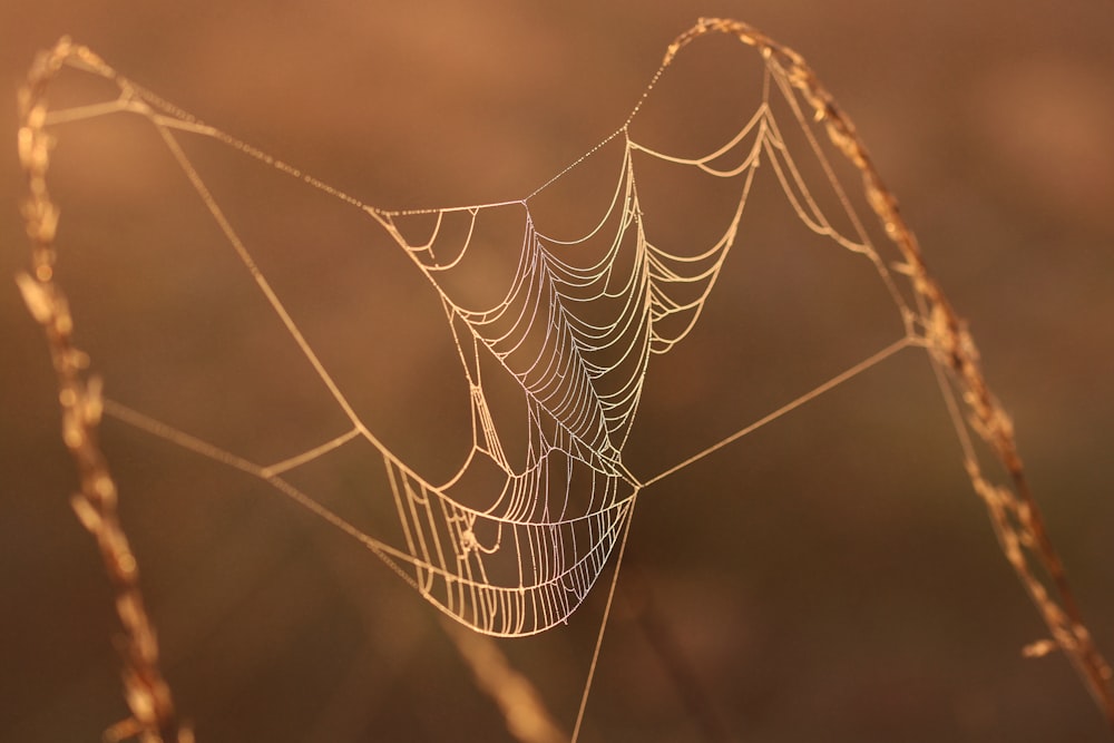 a close up of a spider web in a field
