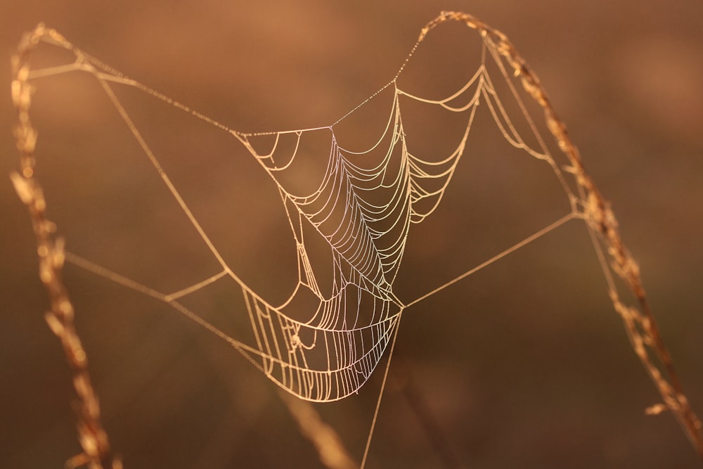 Nahaufnahme eines Spinnennetzes auf einem Feld