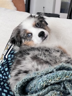 A fluffy dog with a merle coat pattern is lying on a couch. Its blue eyes are looking towards the camera, and there is a blue knitted blanket partially covering it. The background includes a patterned pillow and a soft beige cushion.