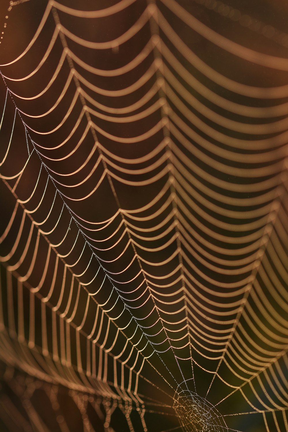 a close up of a spider web on a tree