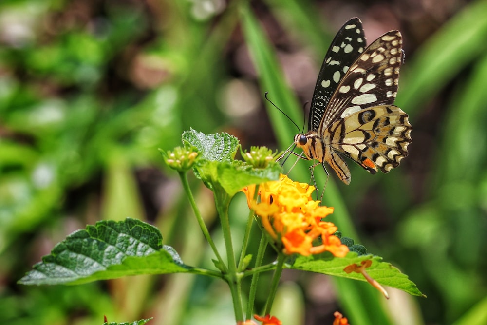 a butterfly sitting on top of a yellow flower