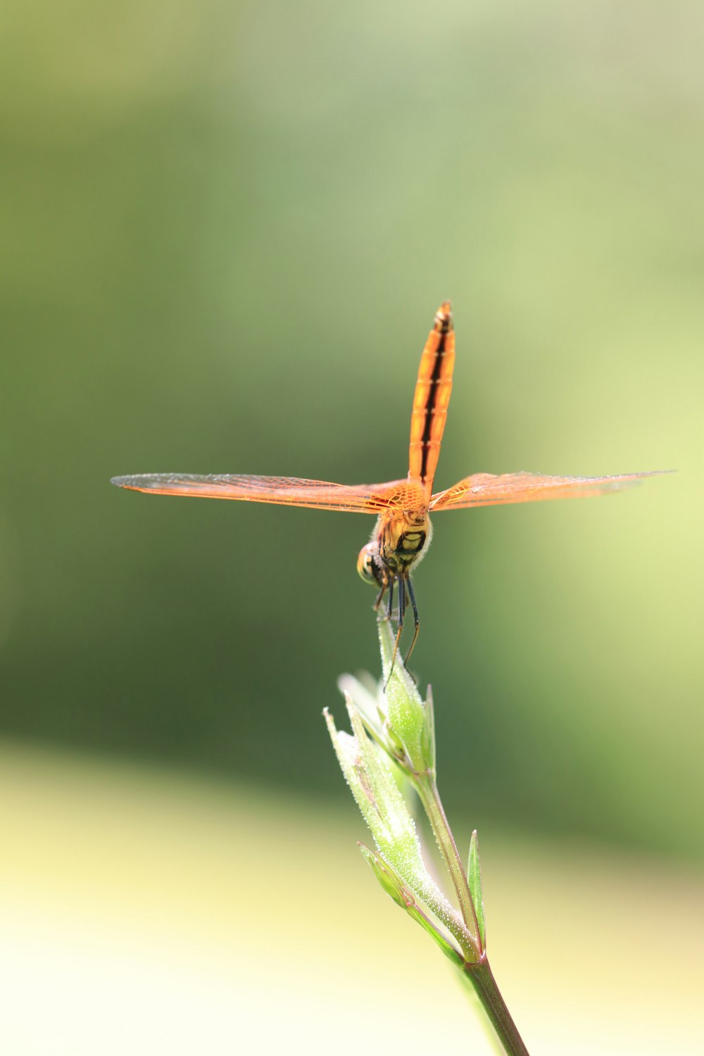 a close up of a dragonfly on a plant