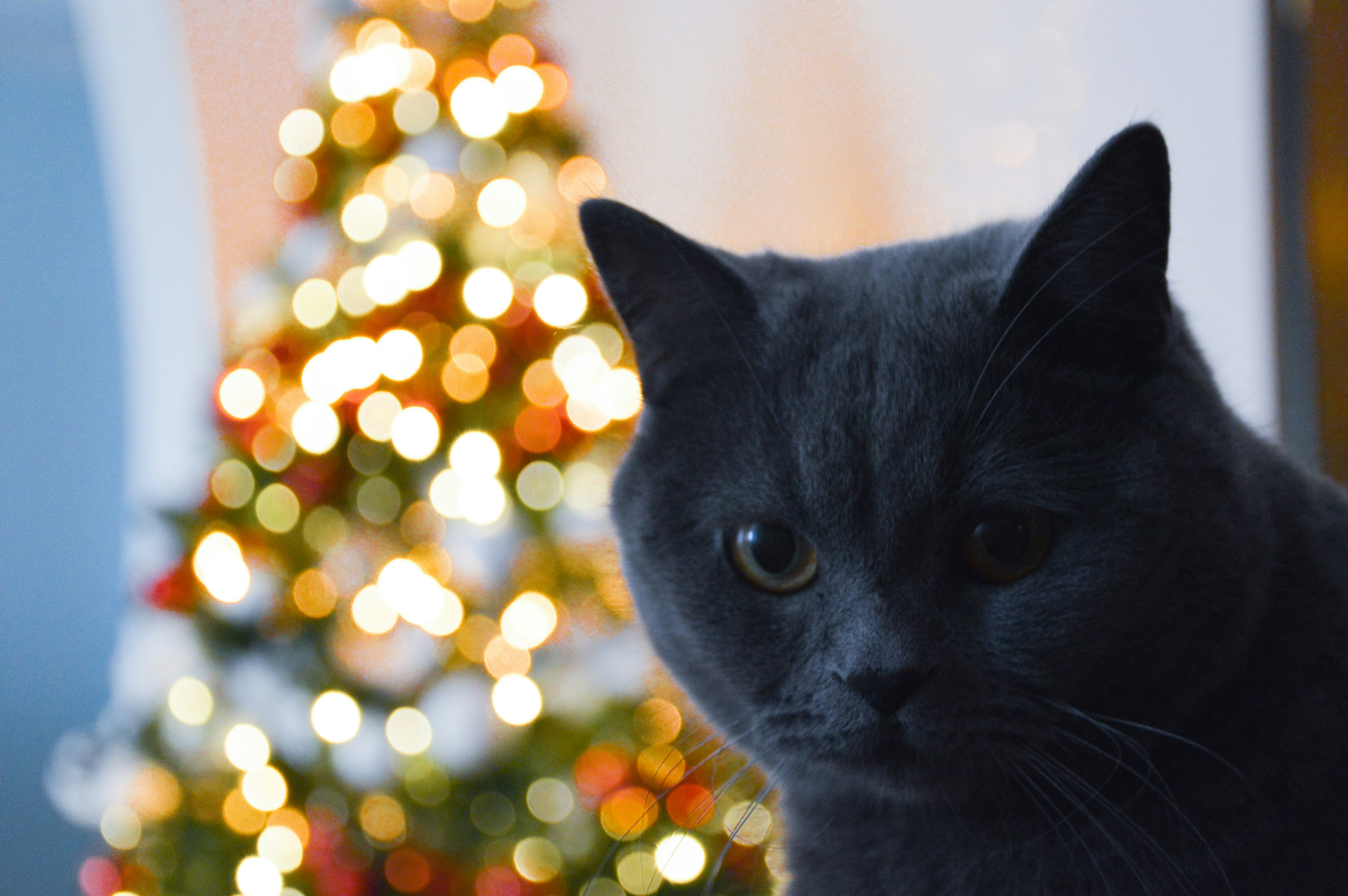 Weiße Katze mit rotem Band auf dem Kopf Foto – Kostenloses Bild zum Thema  Weihnachtsbeleuchtung auf Unsplash, image size:3000x1995