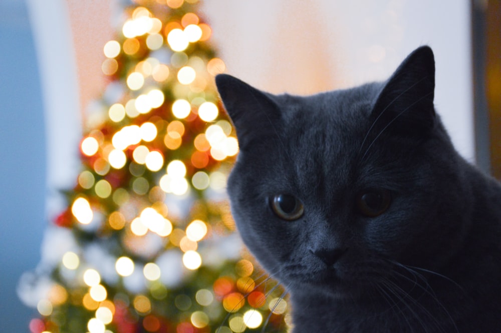 a black cat sitting in front of a christmas tree