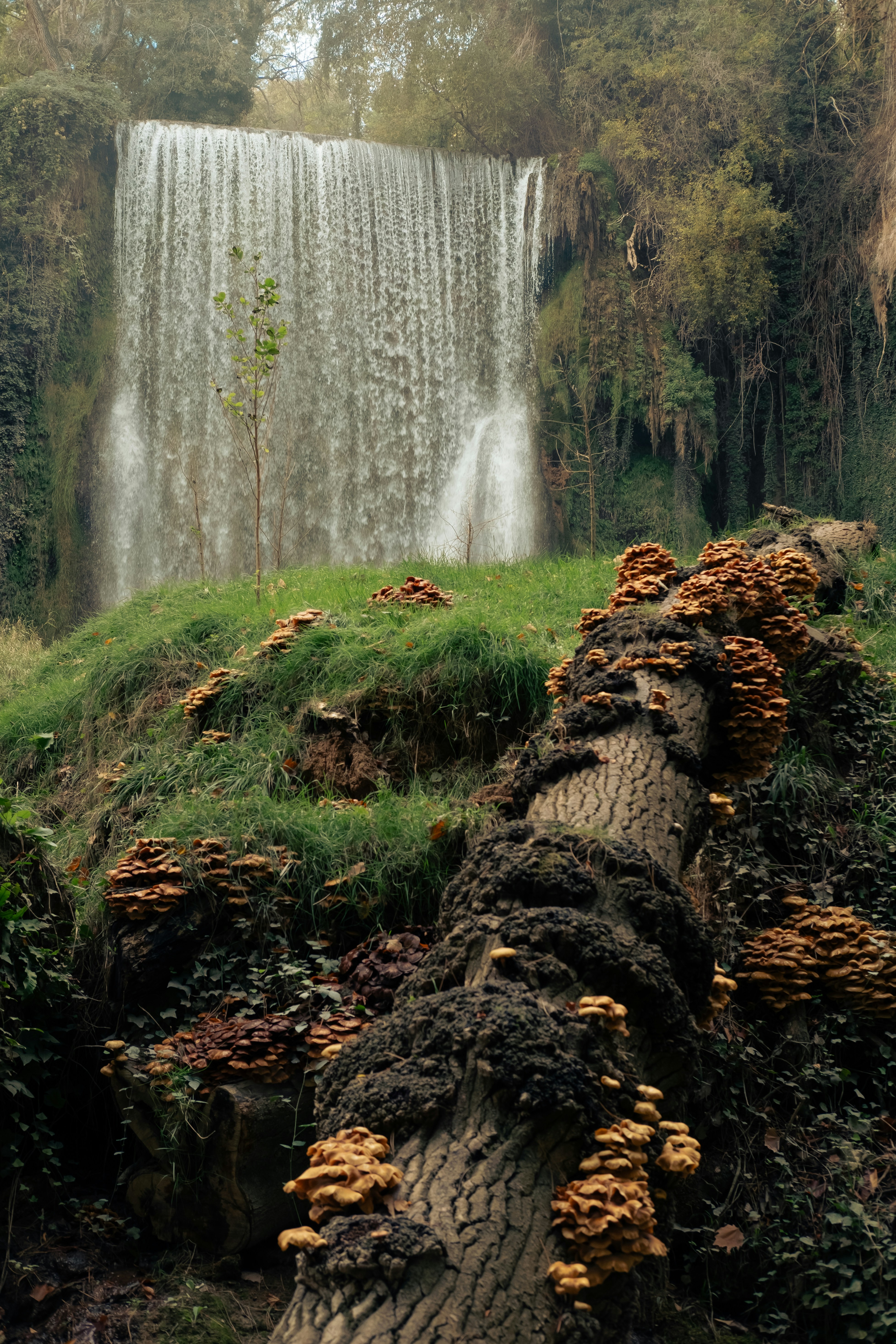 a large waterfall in the middle of a forest