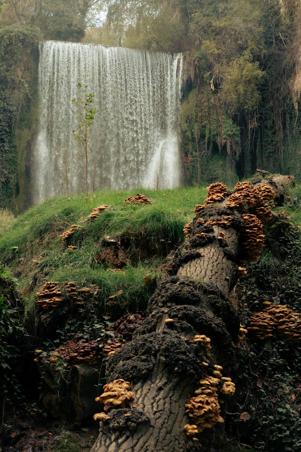 a large waterfall in the middle of a forest