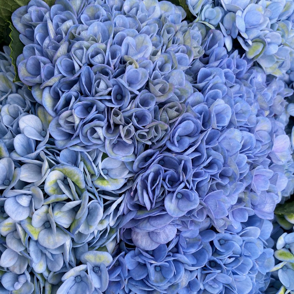 a close up of a bunch of blue flowers