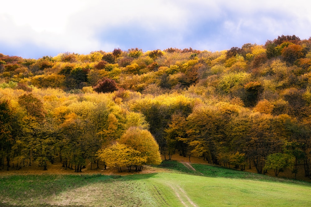 a lush green hillside covered in lots of trees