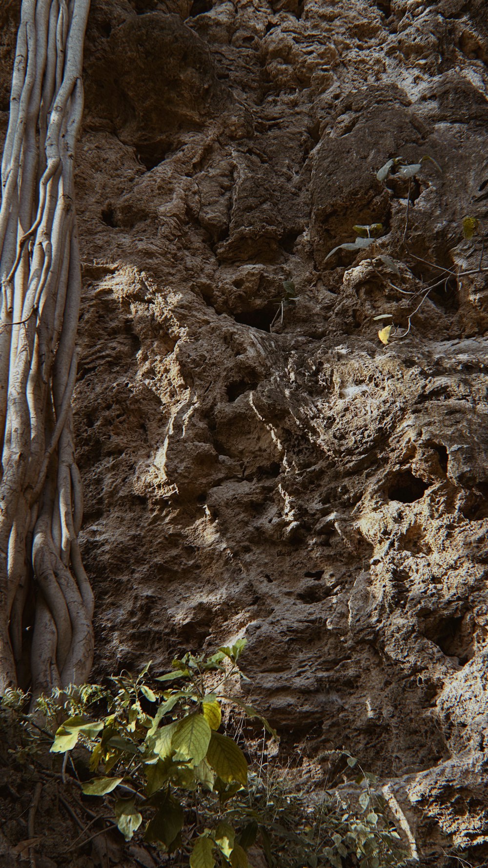 a bird is perched on a rock near a tree